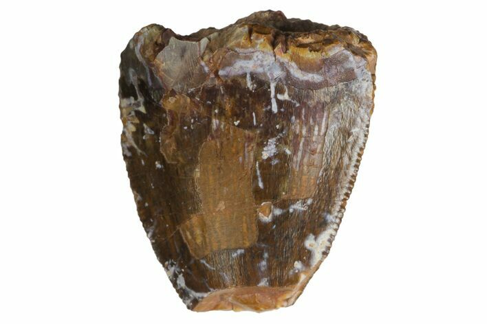 Serrated, Fossil Phytosaur Partial Tooth - Arizona #164659